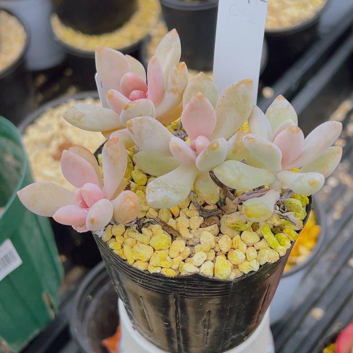 確認用　艶美人錦　多肉植物　パキフィツム 見返り美人錦 パキフィツム | toA Succulent